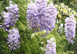 Wisteria frutescens | American Wisteria | 5_Seeds