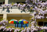 Wisteria frutescens | American Wisteria | 5_Seeds
