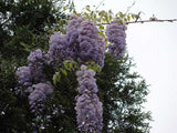 Wisteria frutescens | American Wisteria | 5_Seeds