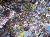 Wisteria frutescens | American Wisteria | 5_Seeds