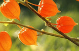 Withania somnifera | Ashwagandha | Indian Ginseng | Winter Cherry | 100_Seeds