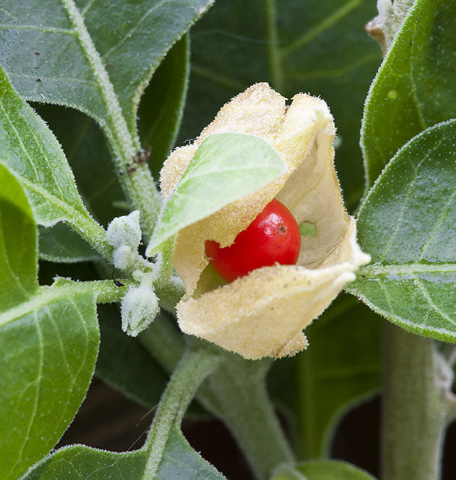 Withania somnifera | Ashwagandha | Indian Ginseng | Winter Cherry