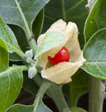 Withania somnifera | Ashwagandha | Indian Ginseng | Winter Cherry | 100_Seeds