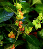 Withania somnifera | Ashwagandha | Indian Ginseng | Winter Cherry | 100_Seeds