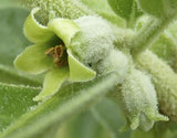Withania somnifera | Ashwagandha | Indian Ginseng | Winter Cherry | 100_Seeds