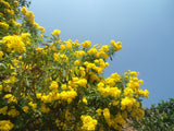 Tecoma stans | Yellow Bells |  Trumpet Flower | 20_Seeds