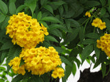Tecoma stans | Yellow Bells |  Trumpet Flower | 20_Seeds