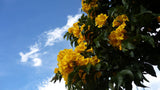 Tecoma stans | Yellow Bells |  Trumpet Flower | 20_Seeds