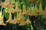 Brugmansia suaveolens Yellow | 10_Seeds