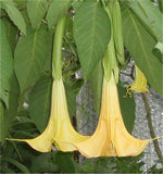 Brugmansia suaveolens Yellow | 10_Seeds