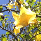 Brugmansia suaveolens Yellow | 10_Seeds