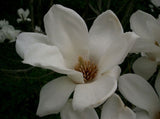 Magnolia denudata | Lily Tree | 5_Seeds