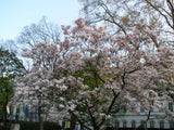 Magnolia denudata | Lily Tree | 5_Seeds