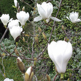 Magnolia denudata | Lily Tree | 5_Seeds