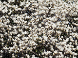 Magnolia denudata | Lily Tree | 5_Seeds