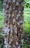 Zanthoxylum rhetsa | Indian Prickly Ash | Cape Yellowwood | 20_Seeds