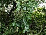 Zanthoxylum rhetsa | Indian Prickly Ash | Cape Yellowwood | 20_Seeds