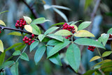 Zanthoxylum planispinum | Winged Prickly Ash | Bamboo-leaf | 10_Seeds