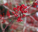 Zanthoxylum planispinum | Winged Prickly Ash | Bamboo-leaf | 10_Seeds