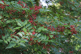 Zanthoxylum planispinum | Winged Prickly Ash | Bamboo-leaf | 10_Seeds