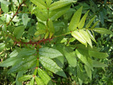 Zanthoxylum planispinum | Winged Prickly Ash | Bamboo-leaf | 10_Seeds