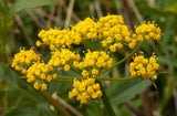 Zizia aurea | Golden Alexanders | 20_Seeds