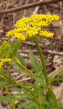 Zizia aurea | Golden Alexanders | 20_Seeds
