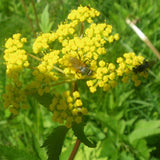 Zizia aurea | Golden Alexanders | 20_Seeds