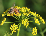 Zizia aurea | Golden Alexanders | 20_Seeds
