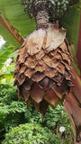 Ensete ventricosum | Abyssinian Banana | 10_Seeds