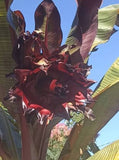 Ensete ventricosum | Abyssinian Banana | 10_Seeds
