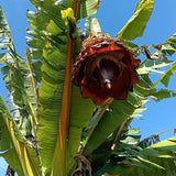 Ensete ventricosum | Abyssinian Banana | 10_Seeds