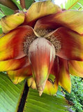 Ensete ventricosum | Abyssinian Banana | 10_Seeds