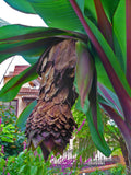Ensete ventricosum | Abyssinian Banana | 10_Seeds