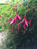 Fuchsia magellanica | 20_Seeds