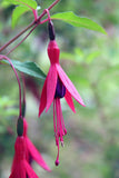 Fuchsia magellanica | 20_Seeds