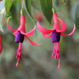 Fuchsia magellanica | 20_Seeds