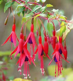 Fuchsia magellanica | 20_Seeds