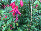 Fuchsia magellanica | 20_Seeds