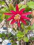Passiflora jamesonii | Coral Seas Passion Flower | 10_Seeds