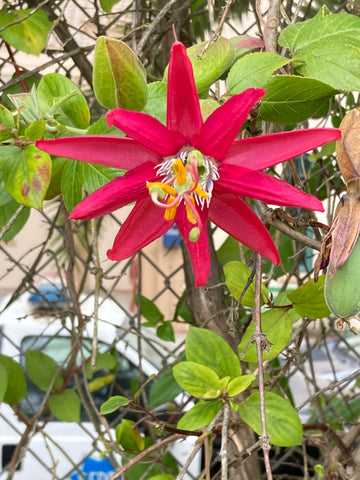 Passiflora jamesonii | Coral Seas Passion Flower | 10_Seeds