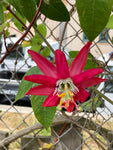 Passiflora jamesonii | Coral Seas Passion Flower | 10_Seeds
