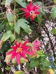 Passiflora jamesonii | Coral Seas Passion Flower | 10_Seeds