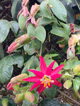 Passiflora jamesonii | Coral Seas Passion Flower | 10_Seeds