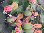 Passiflora jamesonii | Coral Seas Passion Flower | 10_Seeds