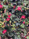 Passiflora jamesonii | Coral Seas Passion Flower | 10_Seeds