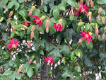 Passiflora jamesonii | Coral Seas Passion Flower | 10_Seeds