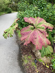 Gunnera insignis | Poor Mans Parasol & Umbrella | 50_Seeds
