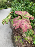 Gunnera insignis | Poor Mans Parasol & Umbrella | 50_Seeds