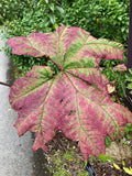 Gunnera insignis | Poor Mans Parasol & Umbrella | 50_Seeds